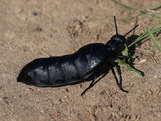 Meloe cicatricosus - óriásnünüke