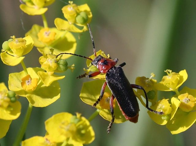 Cantharis rustica - suszterbogár