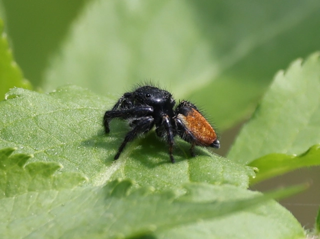 Carrhotus xanthogramma - rozsdás ugrópók