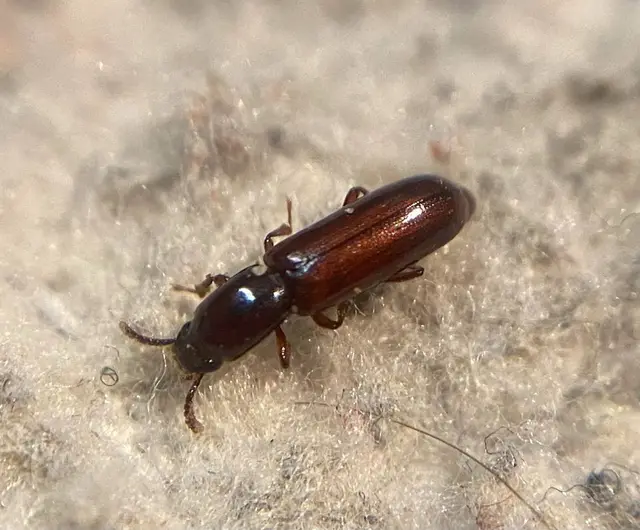 Corticeus unicolor - egyszínű kéregbújó