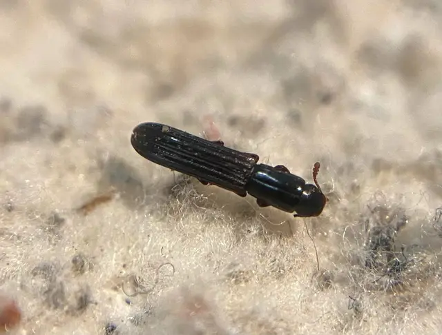 Colydium elongatum - ösztövér héjbogár