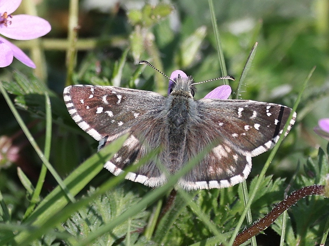 Pyrgus armoricanus - feles busalepke