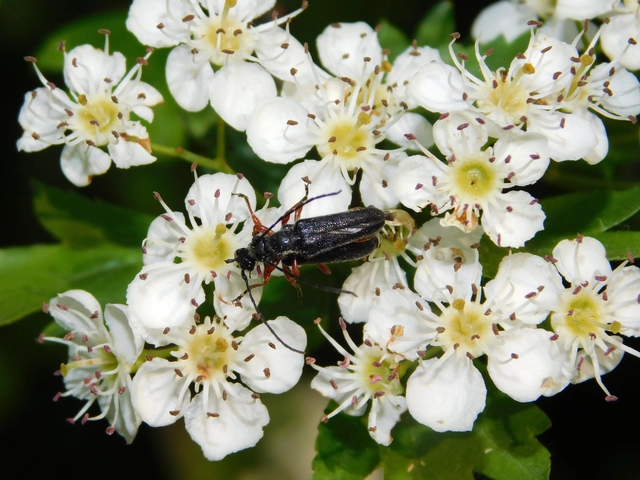 Anoplodera rufipes - vöröslábú virágcincér