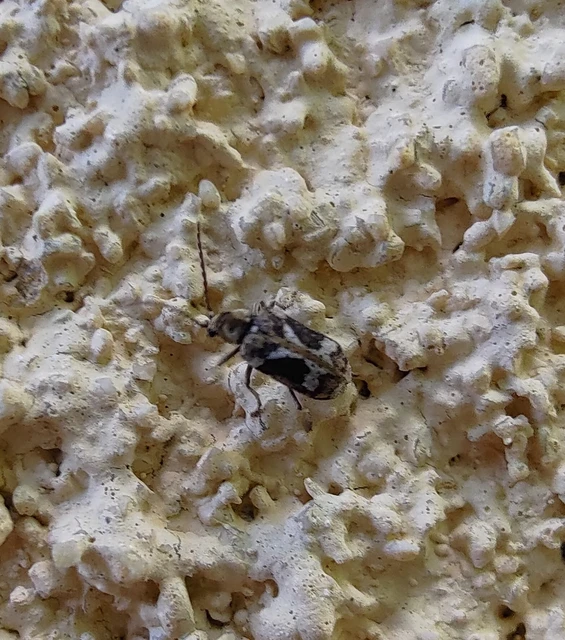Ptinomorphus imperialis - díszes álszú
