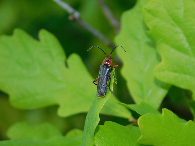 Cantharis rustica - suszterbogár