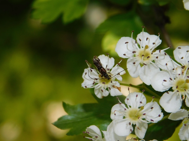 Molorchus minor - kis légycincér