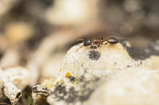 Temnothorax nigriceps - feketefejű kéreghangya
