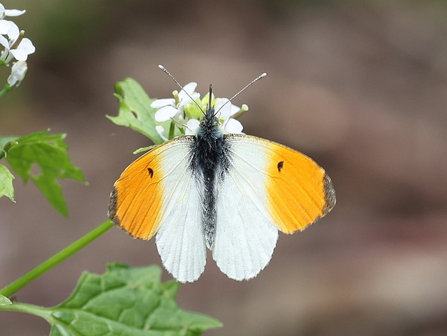 Anthocharis cardamines - hajnalpírlepke