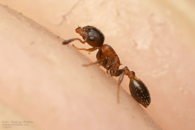 Temnothorax jailensis - fényesfejű kéreghangya