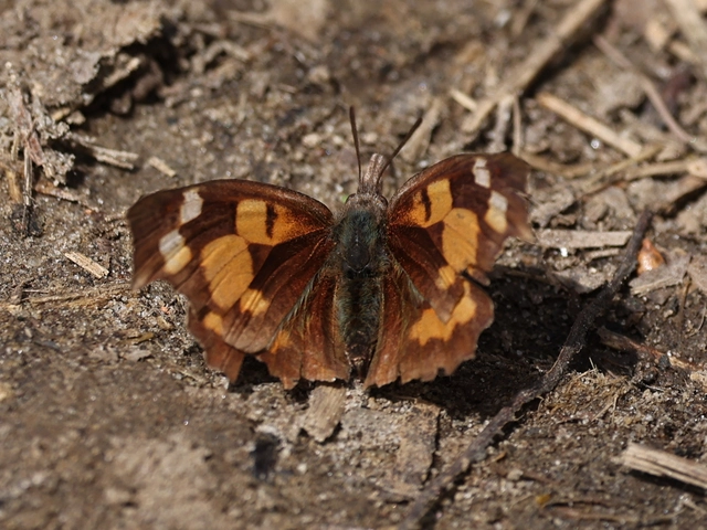 Libythea celtis - csőröslepke