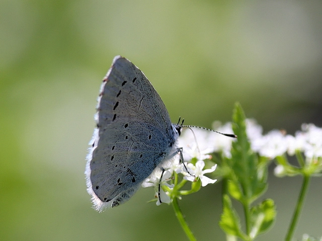 Celastrina argiolus - bengeboglárka
