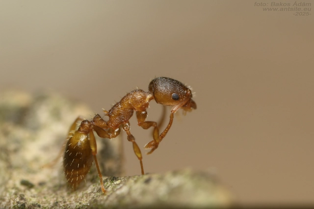 Temnothorax crassispinus - gubacslakó kéreghangya