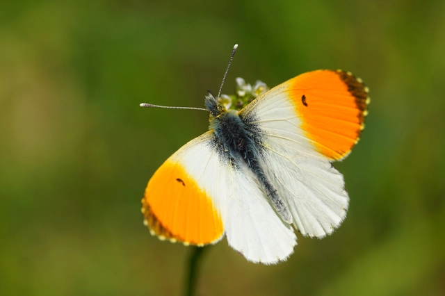 Anthocharis cardamines - hajnalpírlepke