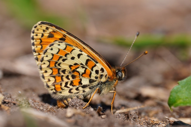 Melitaea trivia - kis tarkalepke