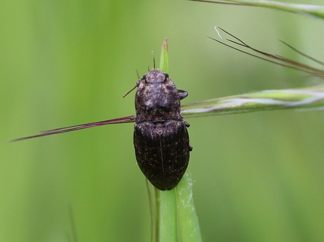 Agrypnus murinus - egérszínű pikkelyespattanó
