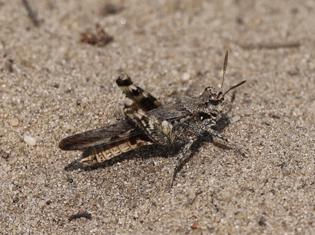 Acrotylus insubricus - önbeásósáska