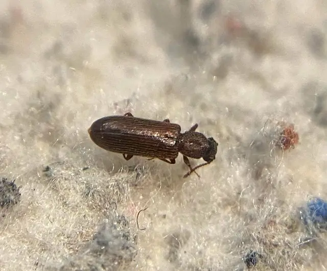 Lyctus linearis - közönséges falisztbogár