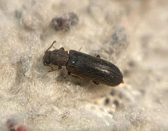 Lyctus linearis - közönséges falisztbogár