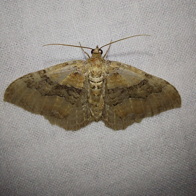 Hydria cervinalis - őzbarna araszoló