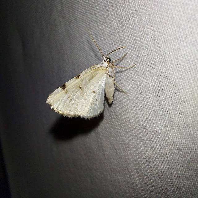 Lomographa bimaculata - kétpontos fehéraraszoló