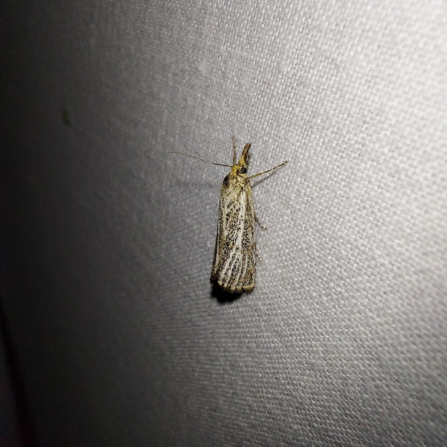 Thisanotia chrysonuchella - tavaszi fűgyökérmoly