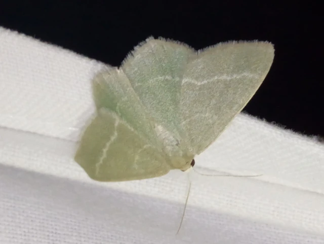 Chlorissa viridata/cloraria