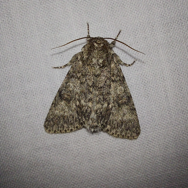 Acronicta megacephala - nagyfejű szigonyosbagoly