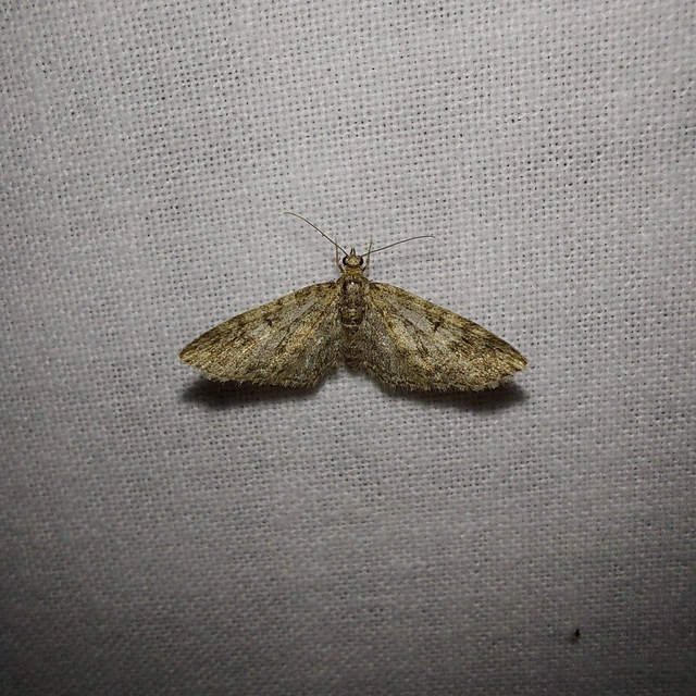 Eupithecia dodoneata - tölgy-törpearaszoló