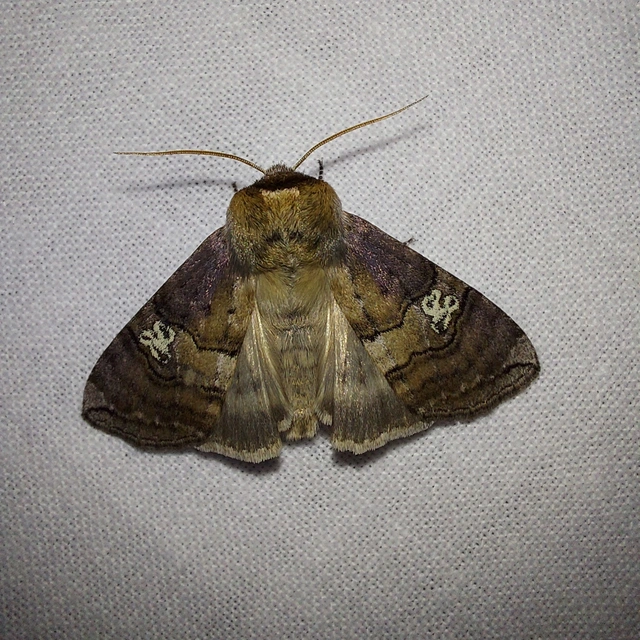 Tethea ocularis - pápaszemes pihésszövő