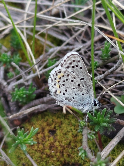 Pseudophilotes schiffermuelleri - apró boglárka