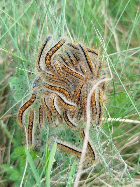 Malacosoma castrensis - kutyatejszövő
