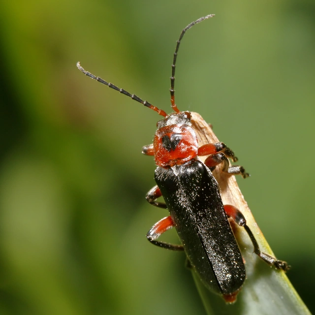 Cantharis rustica - suszterbogár