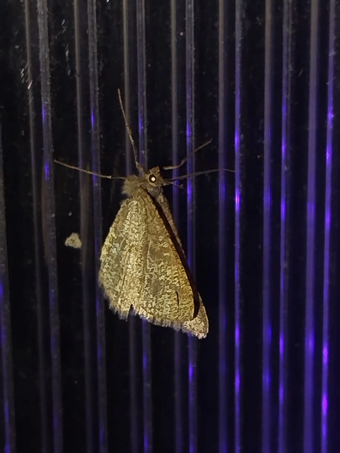 Tephrina murinaria - egérszínű araszoló