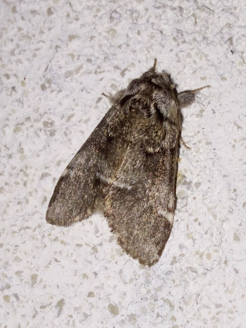 Drymonia dodonea - bélyeges púposszövő