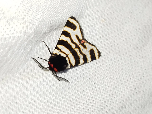 Arctia festiva - díszes medvelepke
