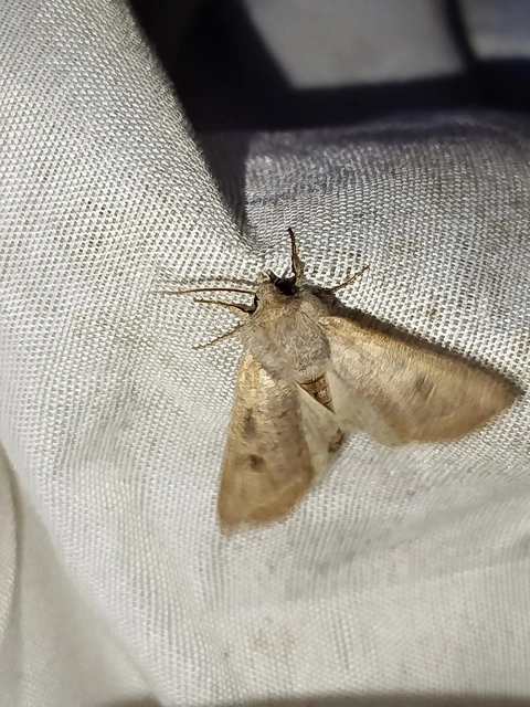 Orthosia gracilis - karcsú barkabagoly