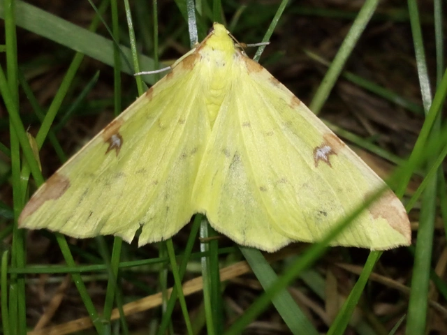 Opisthograptis luteolata - citromsárga araszoló