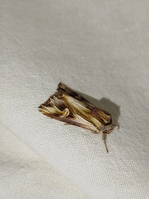 Actinotia polyodon - nagy sugarasbagoly