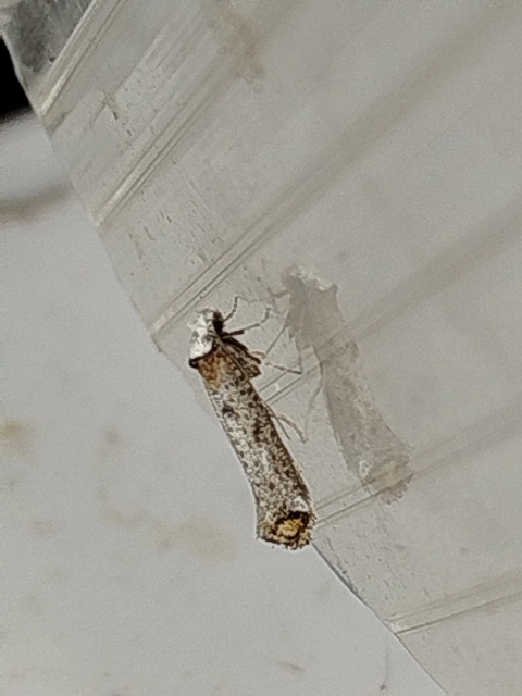 Pseudoswammerdamia combinella - szemfoltos tarkamoly