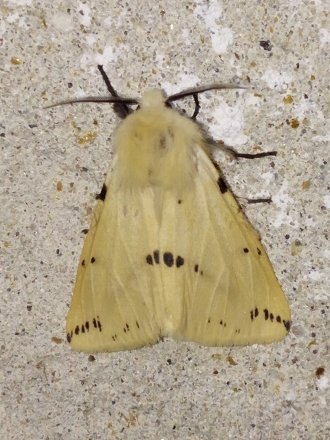 Spilarctia lutea - sárgás medvelepke