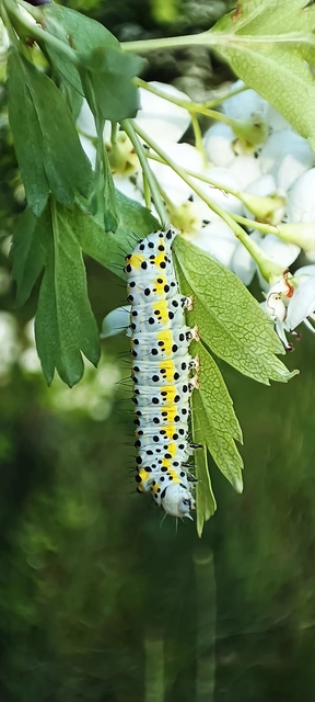 Diloba caeruleocephala - őszi kékesbagoly