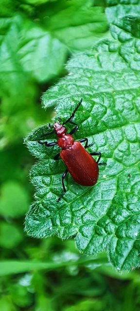 Pyrochroa serraticornis - közép-bíborbogár