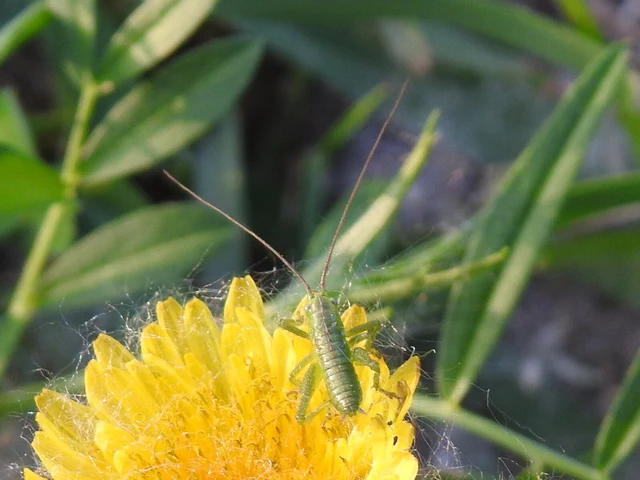 Tettigonia