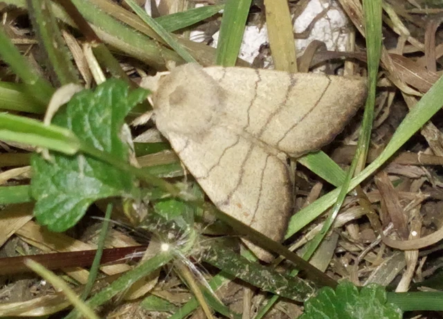 Charanyca trigrammica - háromsávos lombbagoly