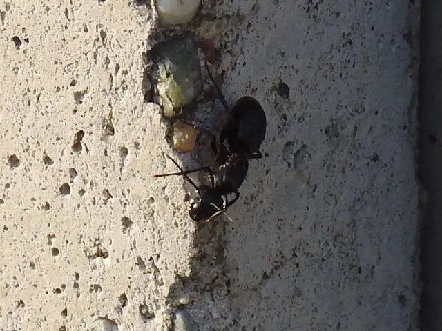 Camponotus vagus - fekete lóhangya