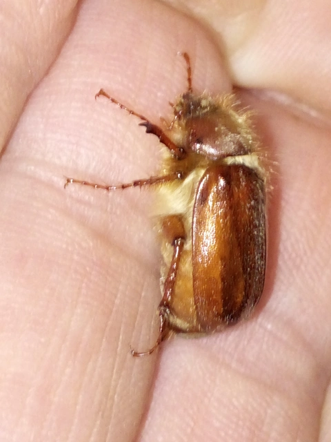 Holochelus vernus - tavaszi cserebogár