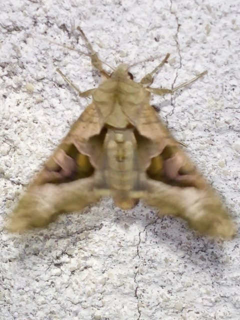Phlogophora meticulosa - vándorló csipkésbagoly