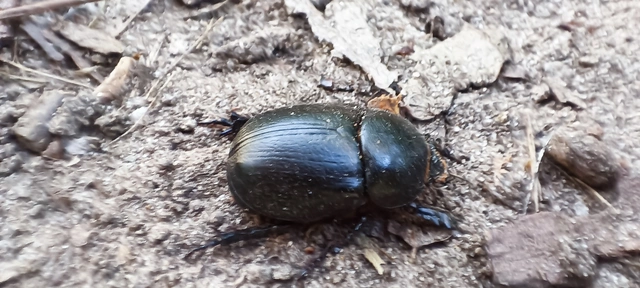 Pentodon idiota - butabogár