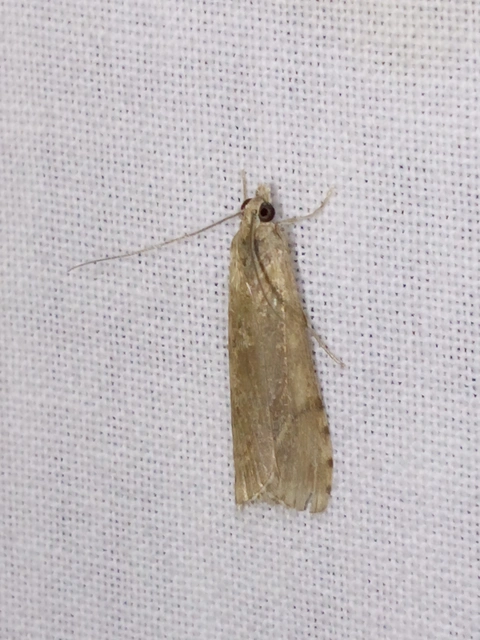Nomophila noctuella - közönséges vándormoly