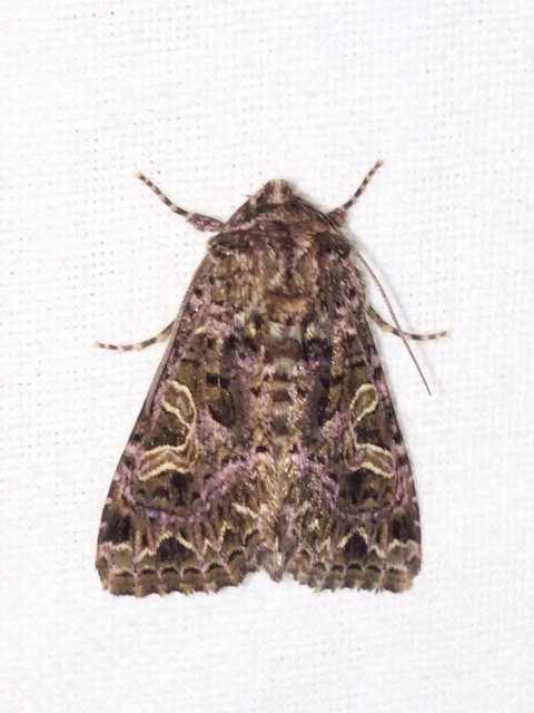 Sideridis rivularis - vörhenyes szegfűbagoly